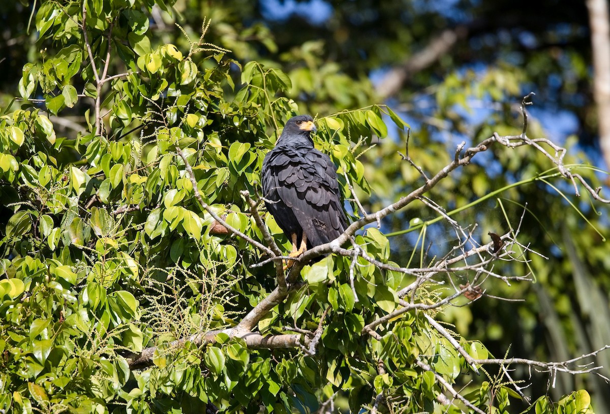 Kara Yengeç Şahini - ML646290774