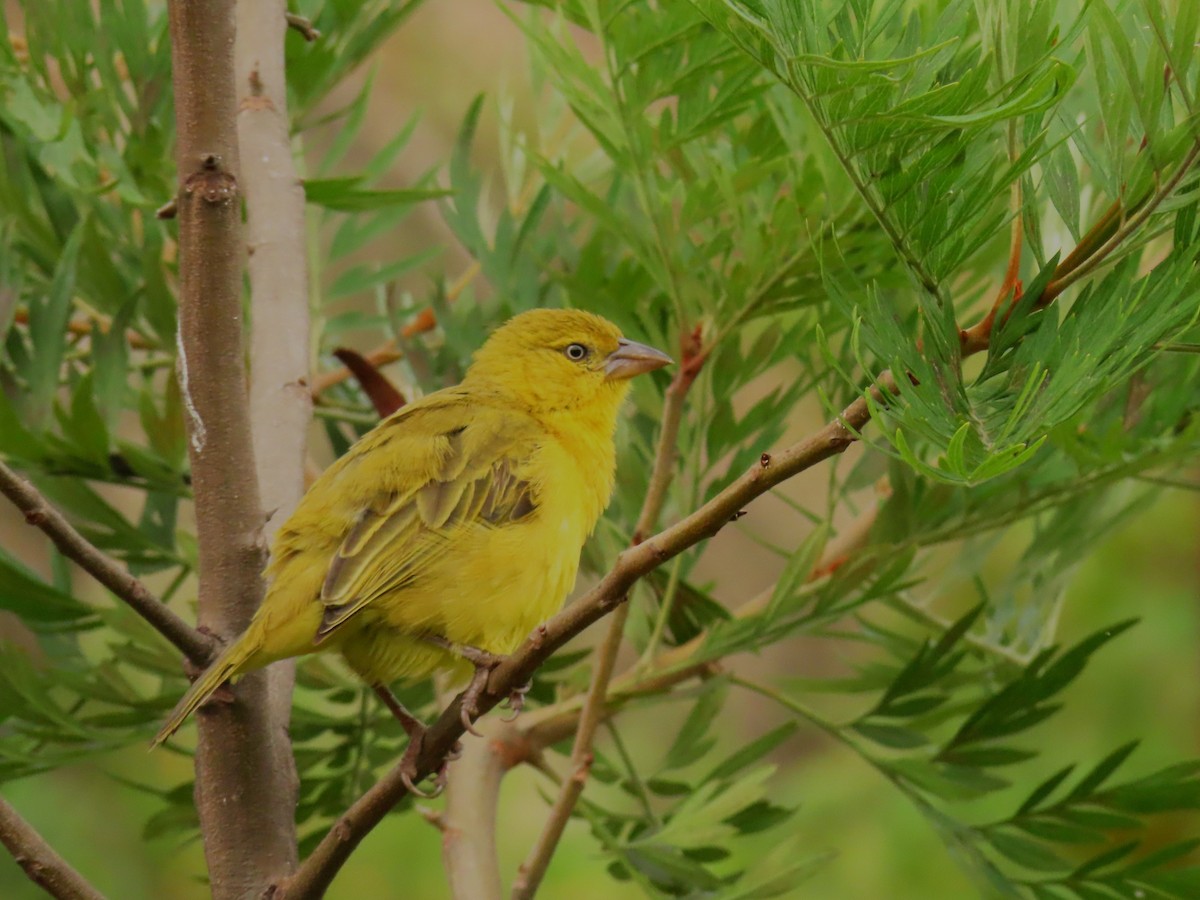 Holub Altın Dokumacısı - ML646290775