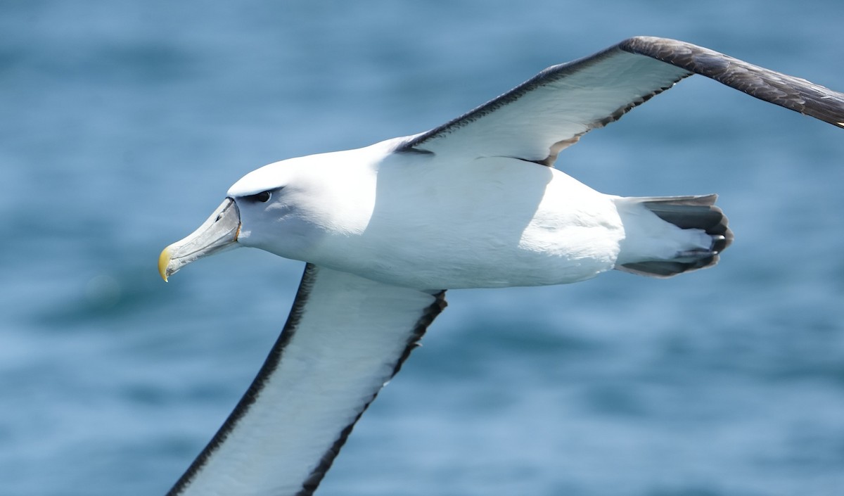 Mahçup Albatros - ML646290776