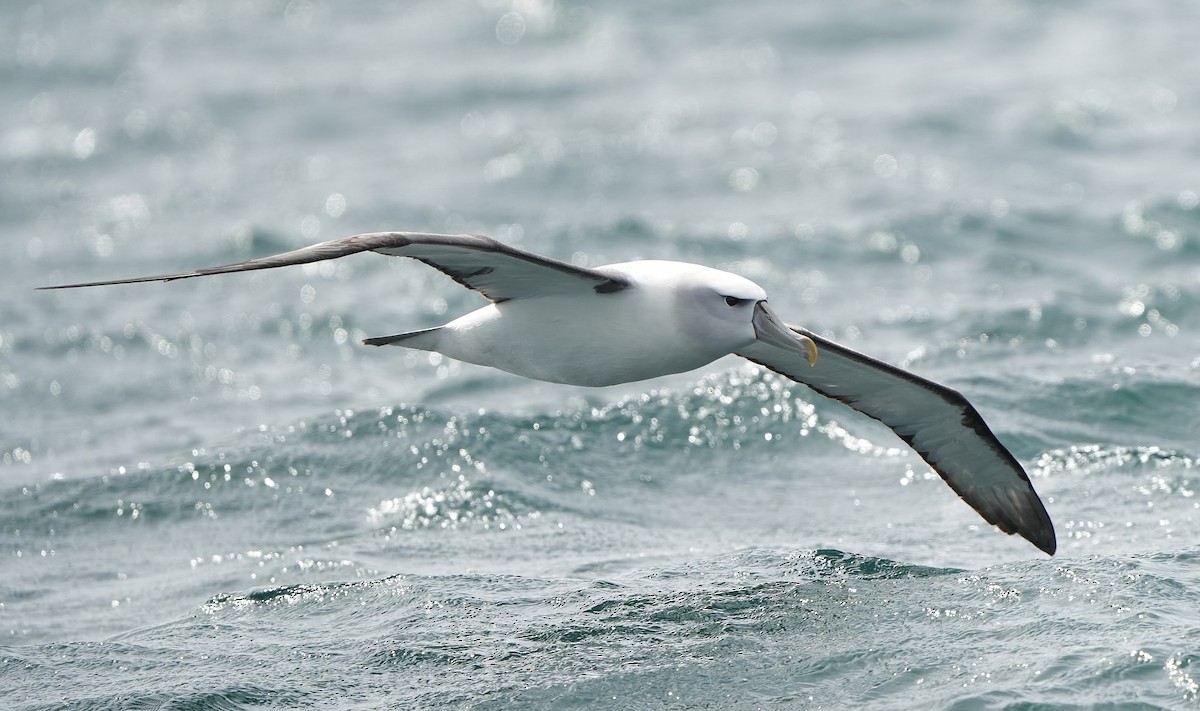 Mahçup Albatros - ML646290777