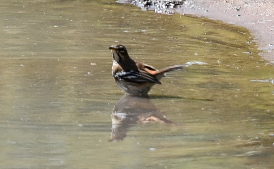 Alaca Kanatlı Çalı Bülbülü [leucophrys grubu] - ML646290778