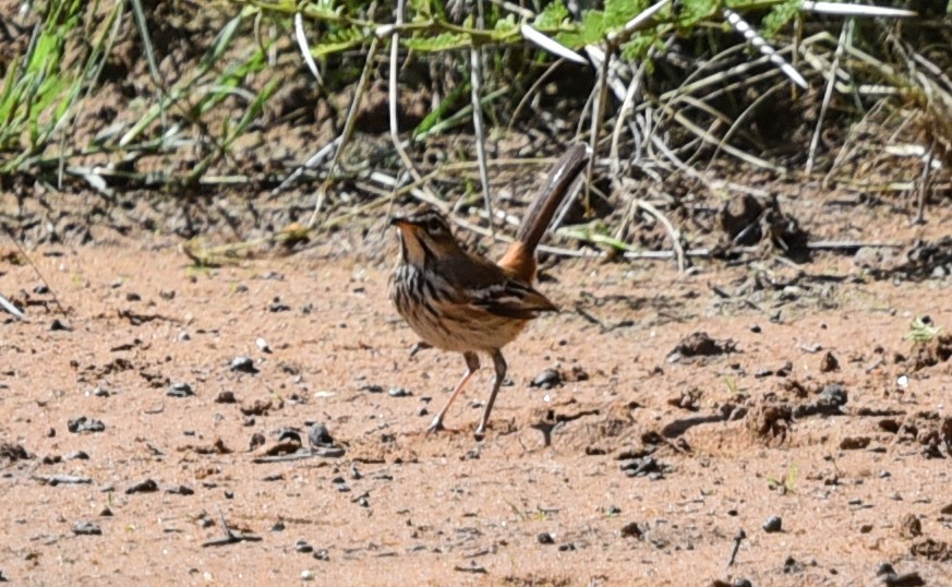 Alaca Kanatlı Çalı Bülbülü [leucophrys grubu] - ML646290779