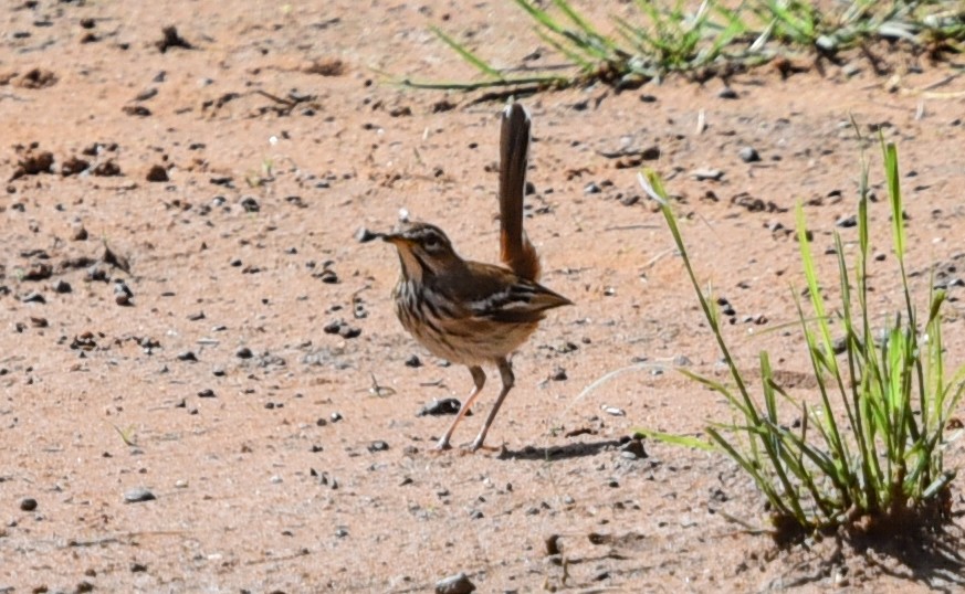 Alaca Kanatlı Çalı Bülbülü [leucophrys grubu] - ML646290780