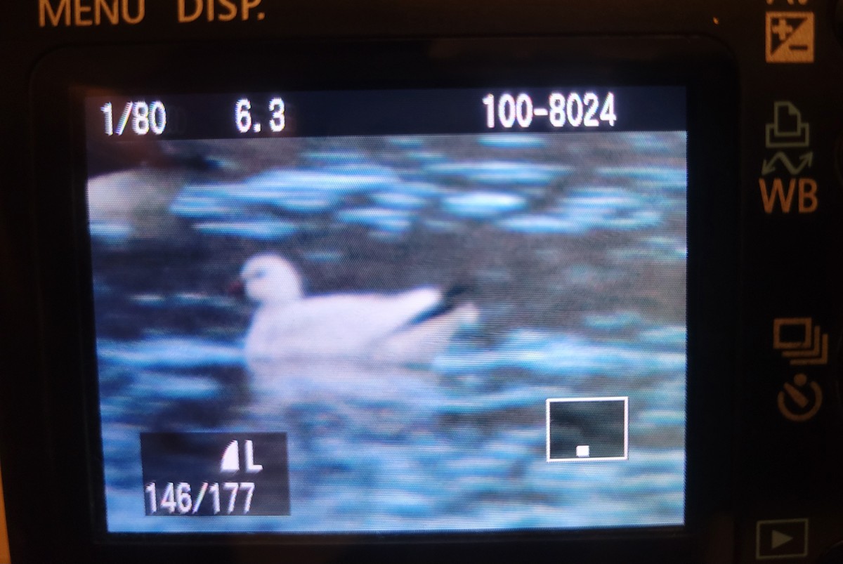 Ross's Goose - ML646290781