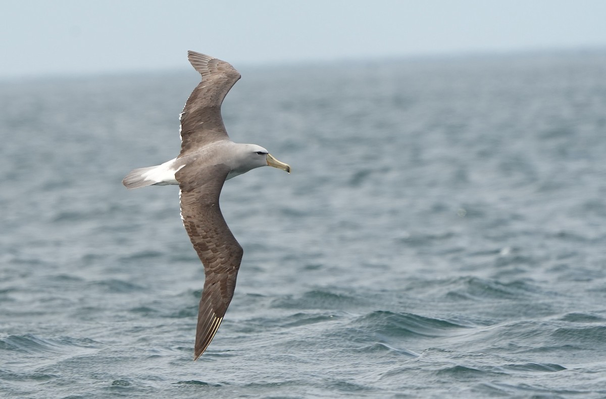 Salvin Albatrosu - ML646290782