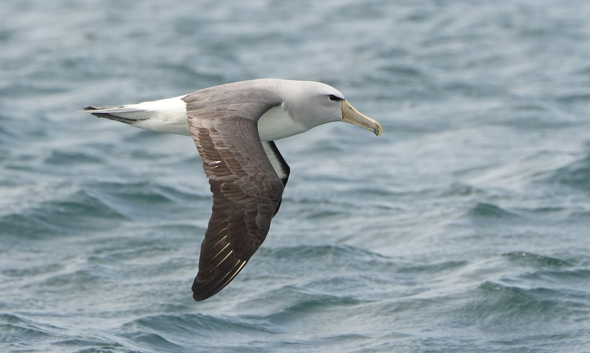 Salvin Albatrosu - ML646290783