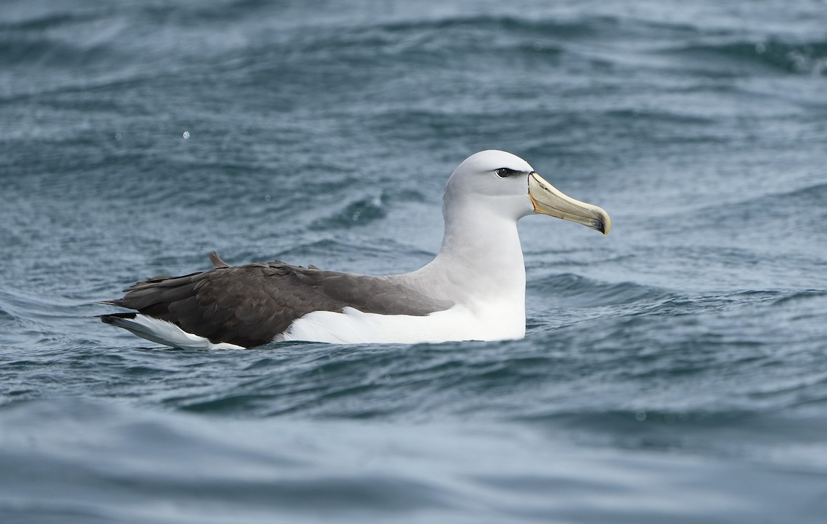 Salvin Albatrosu - ML646290784
