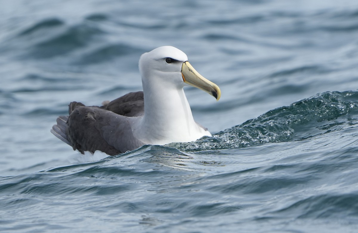 Salvin Albatrosu - ML646290785