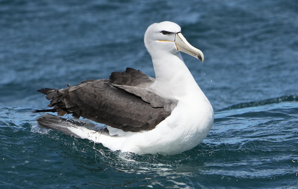 Salvin Albatrosu - ML646290786