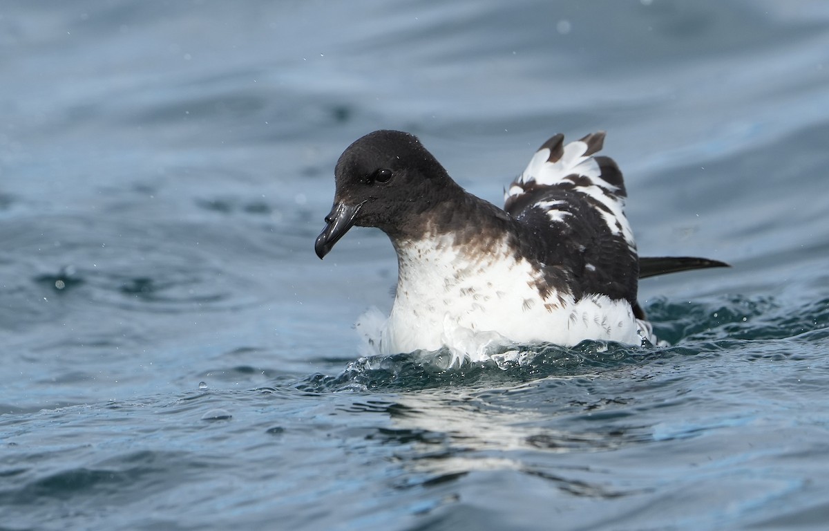 Alaca Fırtınakuşu - ML646290789