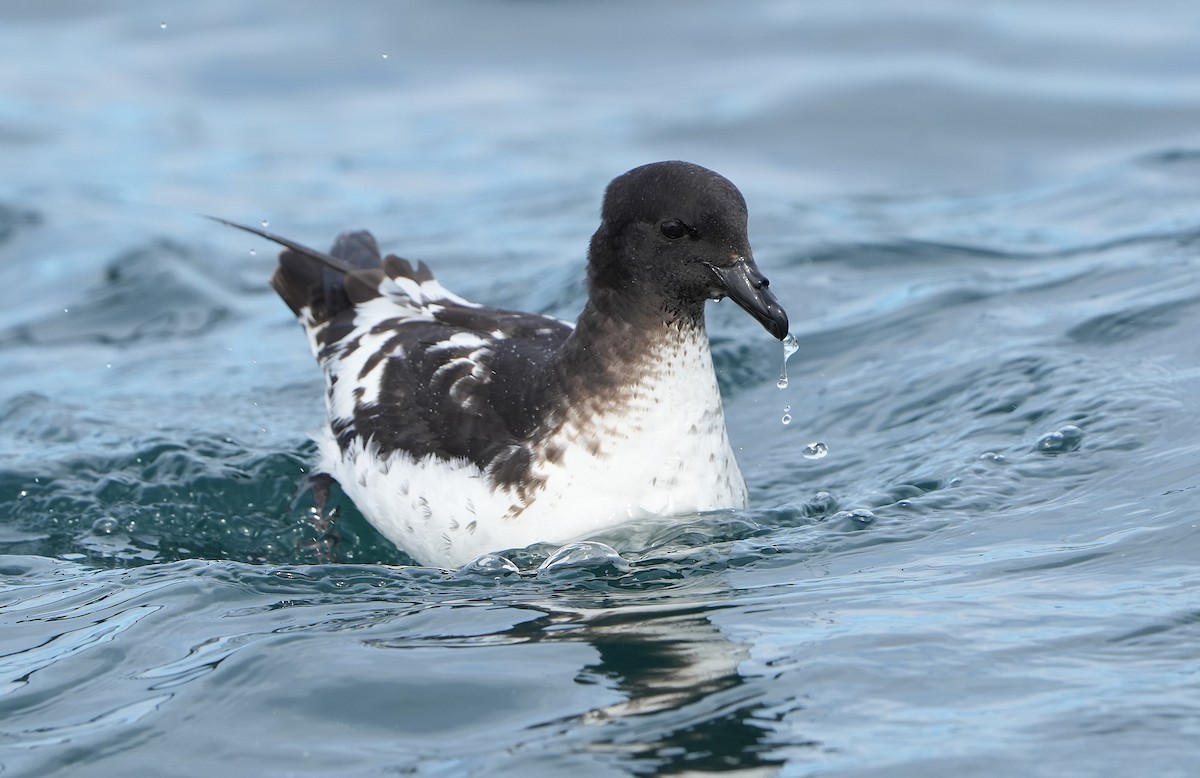 Alaca Fırtınakuşu - ML646290790