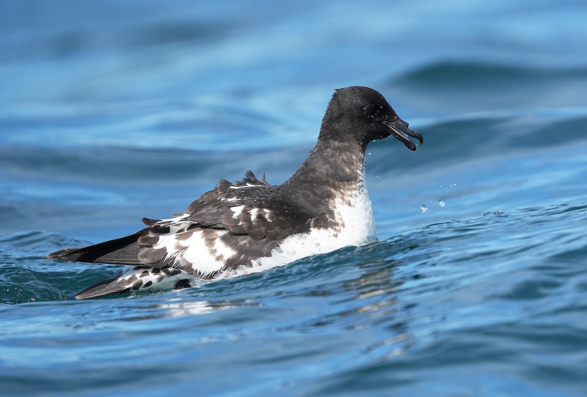 Alaca Fırtınakuşu - ML646290791