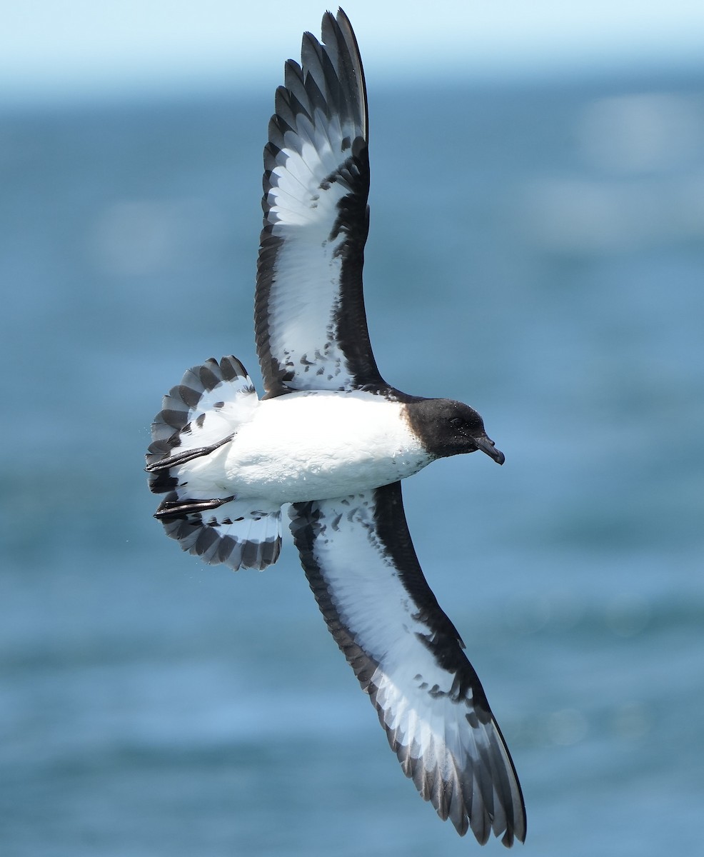 Alaca Fırtınakuşu - ML646290792