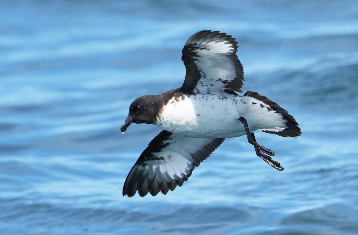 Alaca Fırtınakuşu - ML646290793