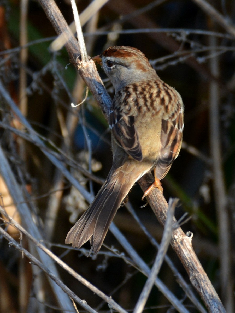 Белобровая овсянка - ML646290794