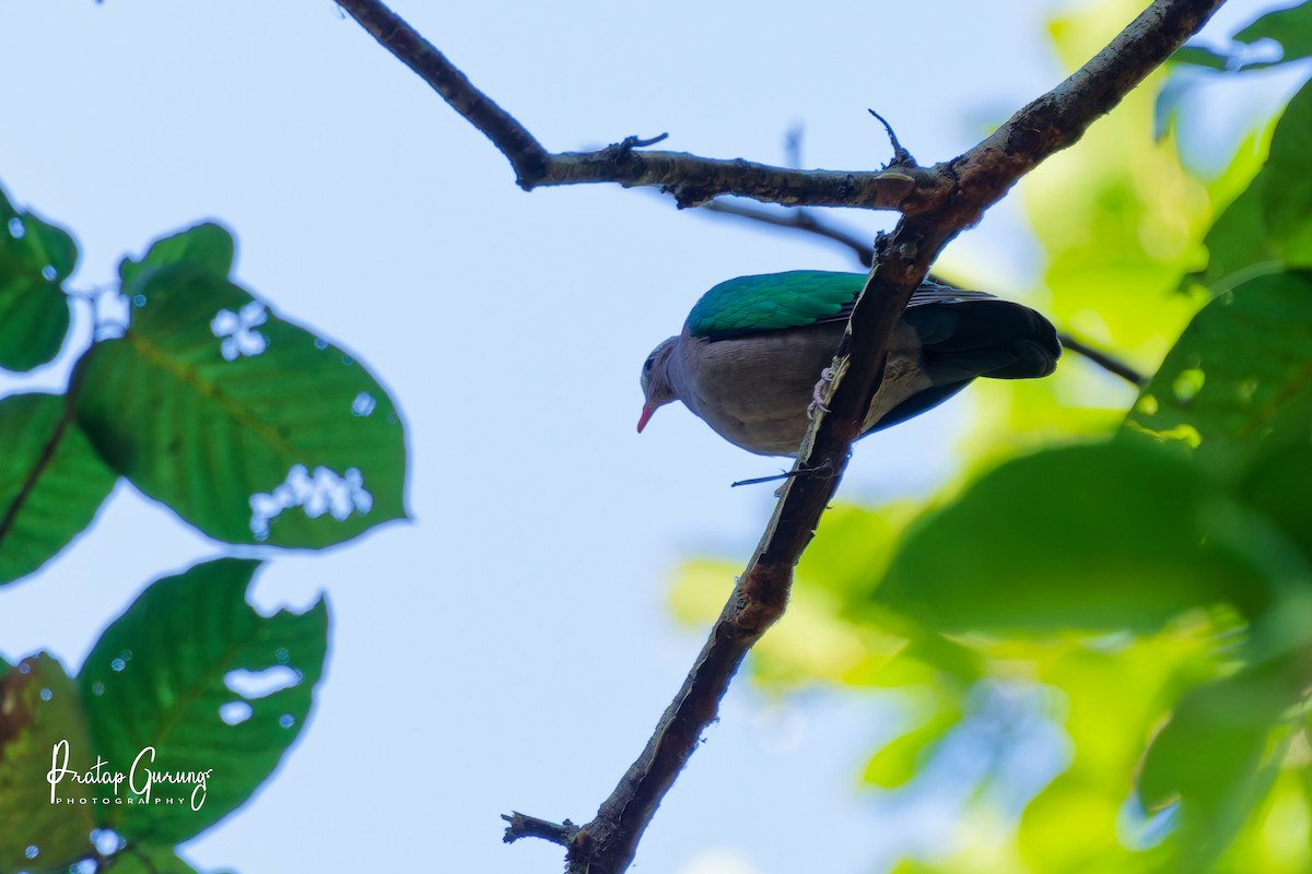 Zümrütkanat Kumru - ML646290795