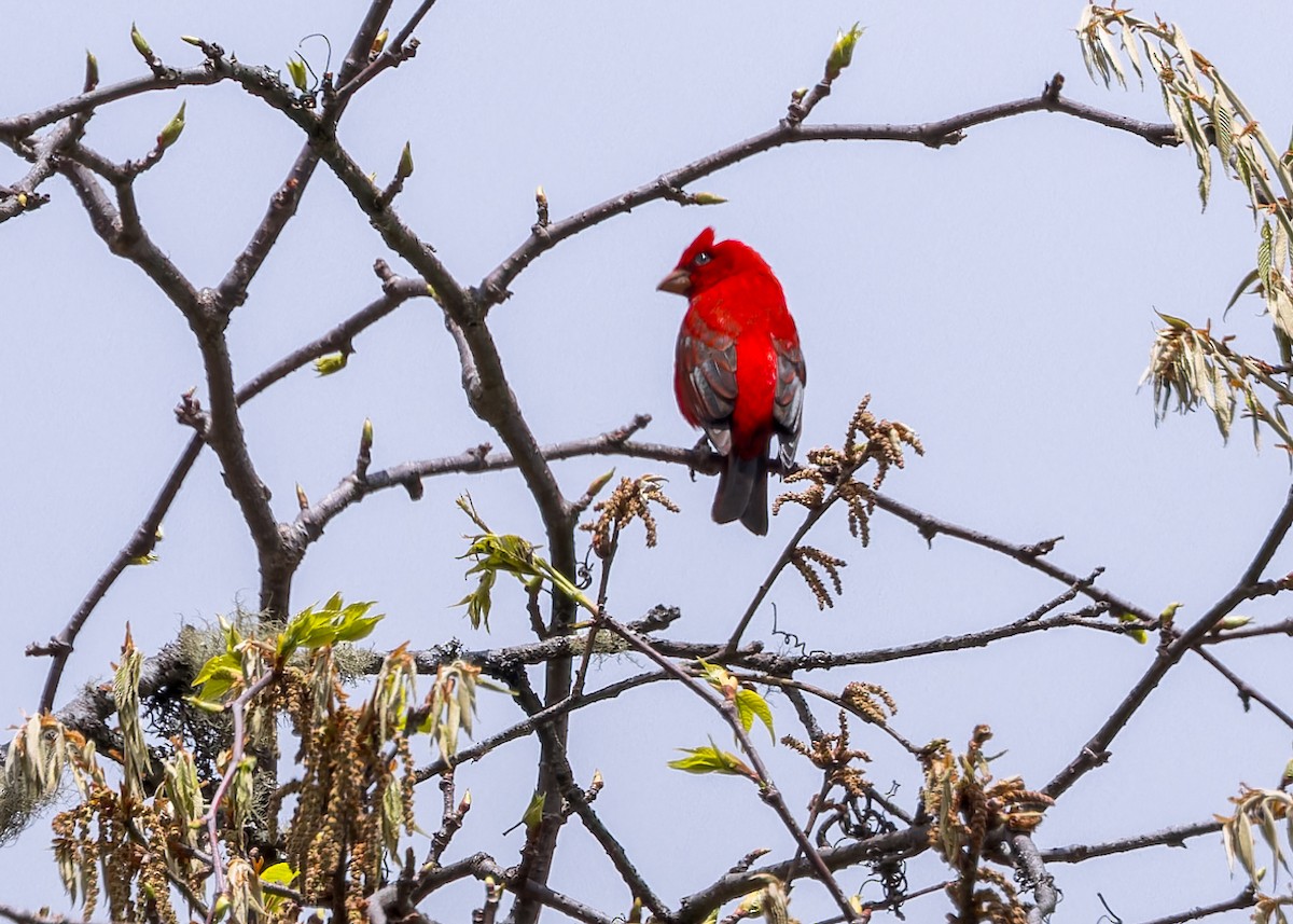 Al Çütre - ML646290796