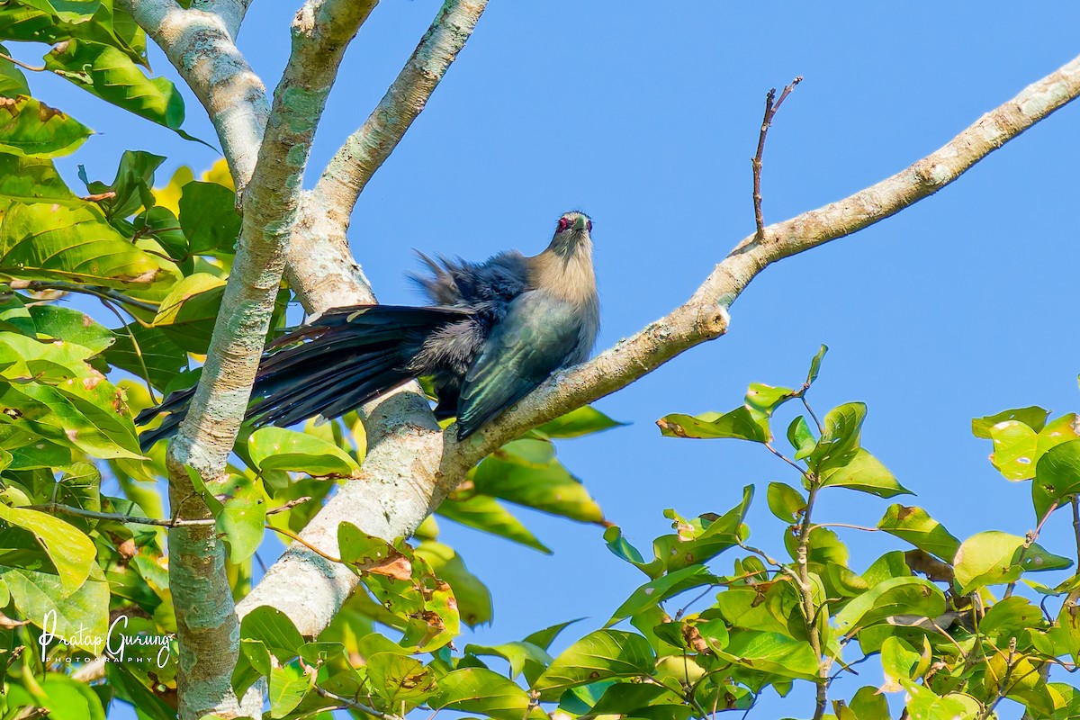 Büyük Gri Malkoha - ML646290797