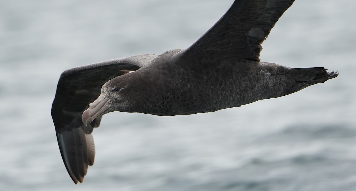 Kuzey Dev Fırtınakuşu - ML646290798