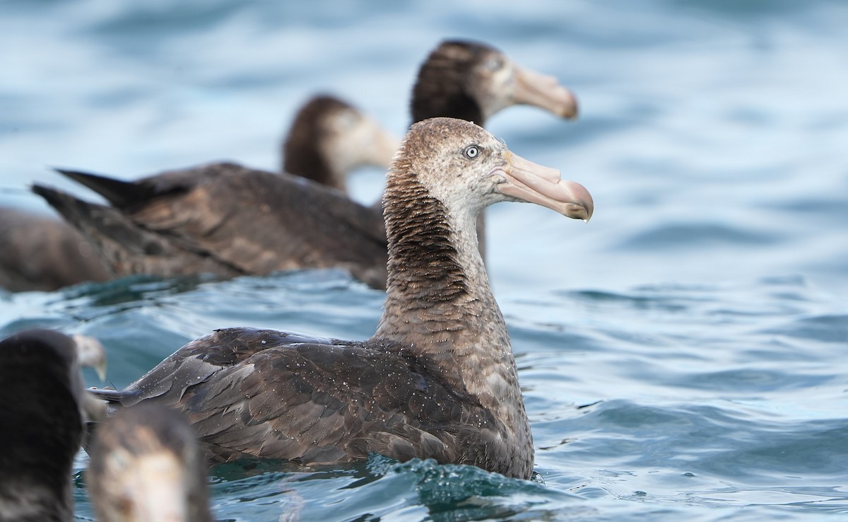 Kuzey Dev Fırtınakuşu - ML646290799