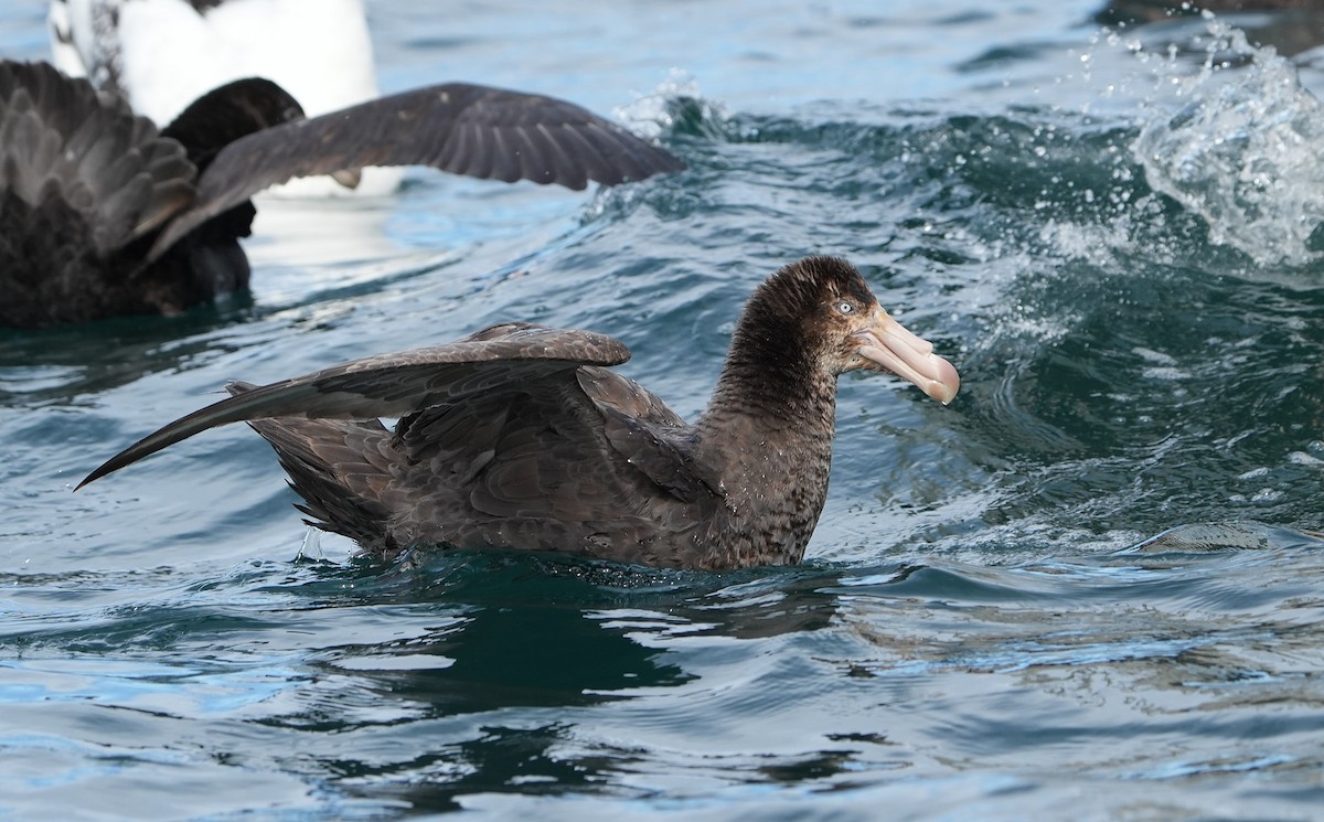 Kuzey Dev Fırtınakuşu - ML646290800