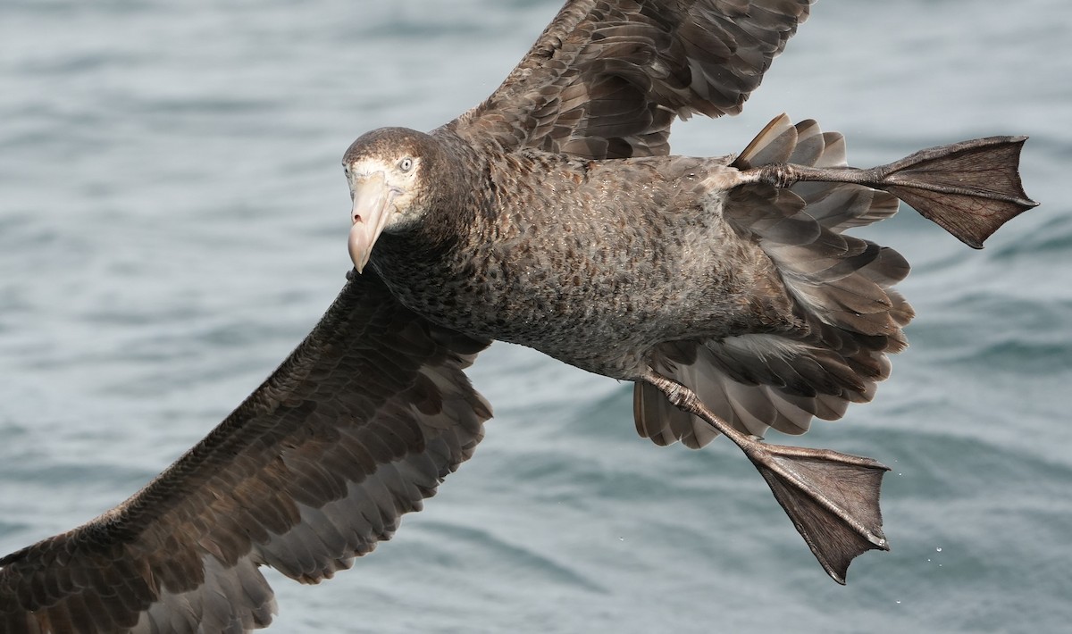 Kuzey Dev Fırtınakuşu - ML646290801