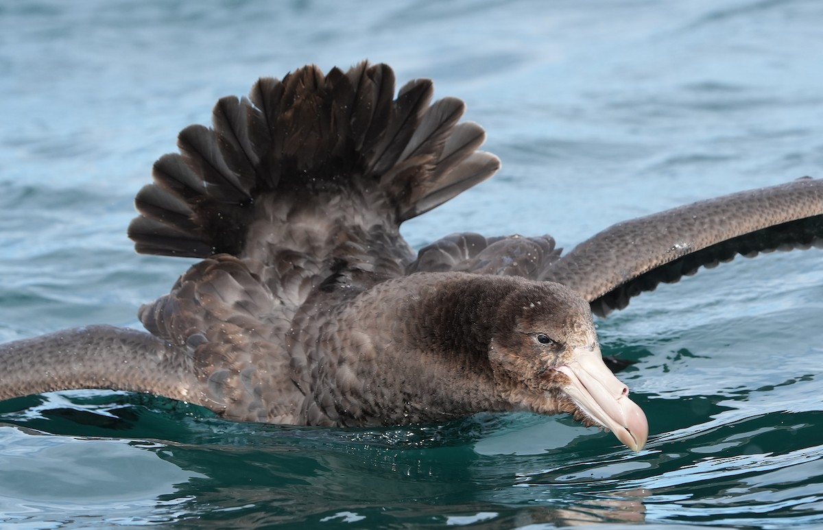 Kuzey Dev Fırtınakuşu - ML646290802