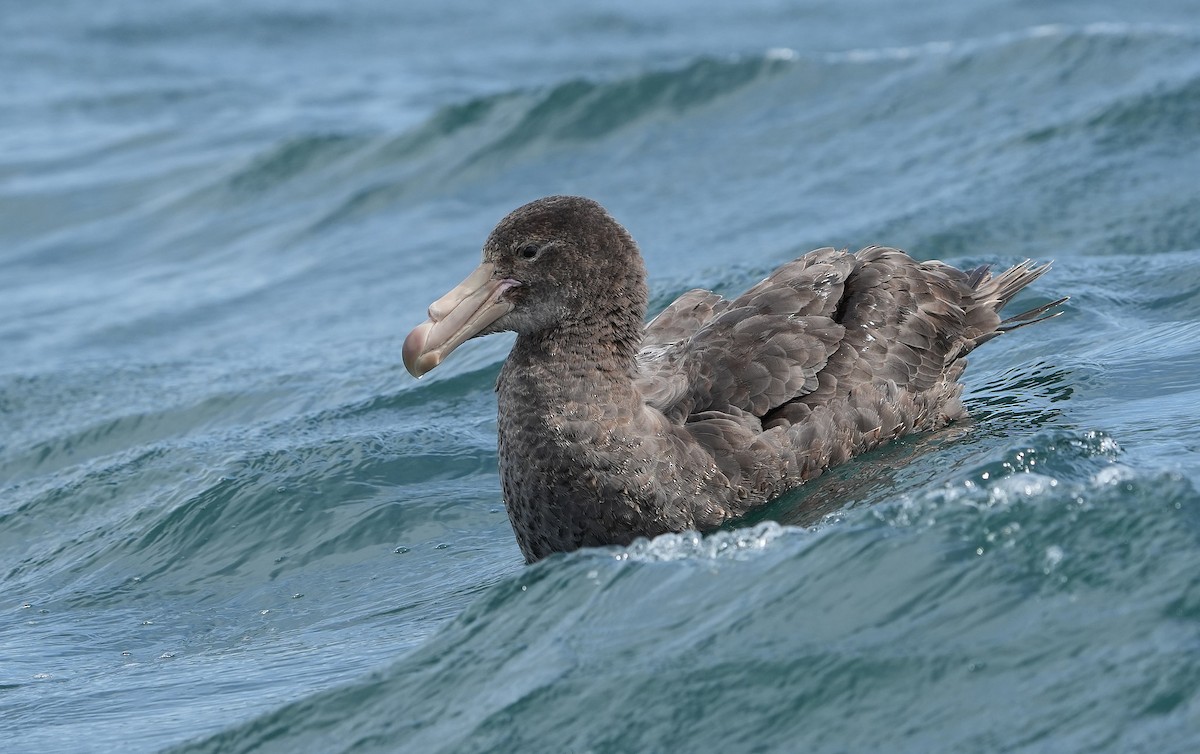 Kuzey Dev Fırtınakuşu - ML646290803