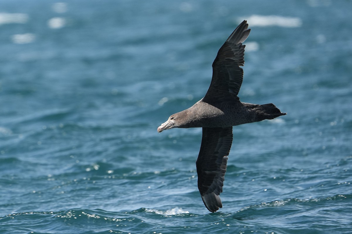 Kuzey Dev Fırtınakuşu - ML646290804