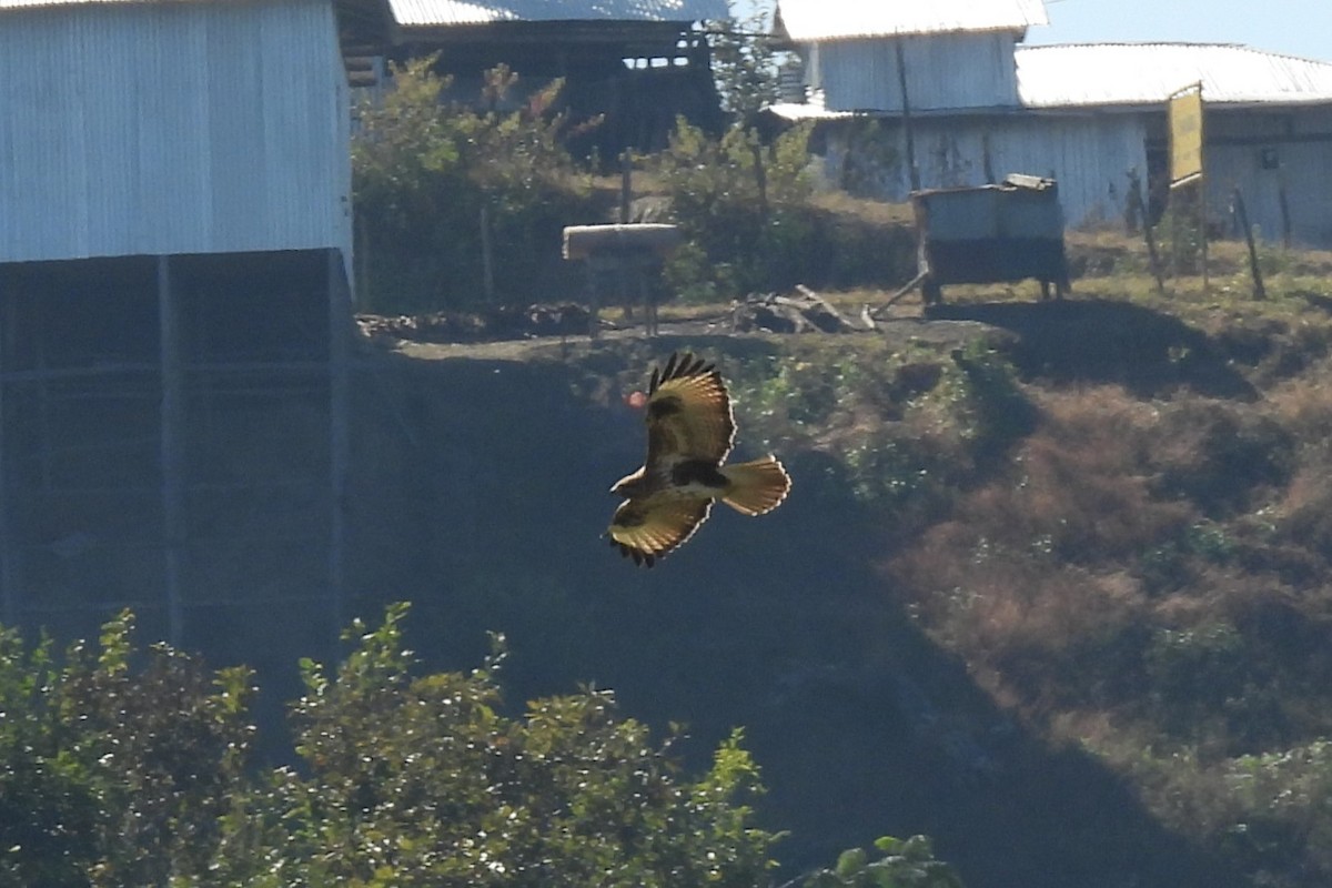 tanımsız Accipitriformes/Falconiformes sp. - ML646290806