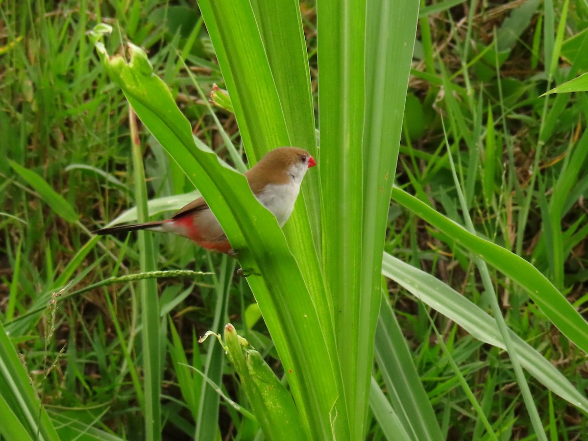 Астрильд болотяний - ML646290825