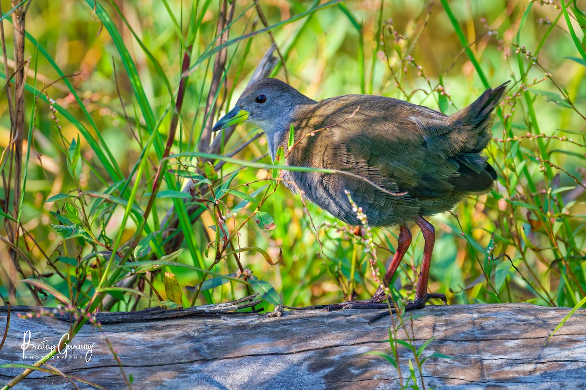 Brown Crake - ML646290826