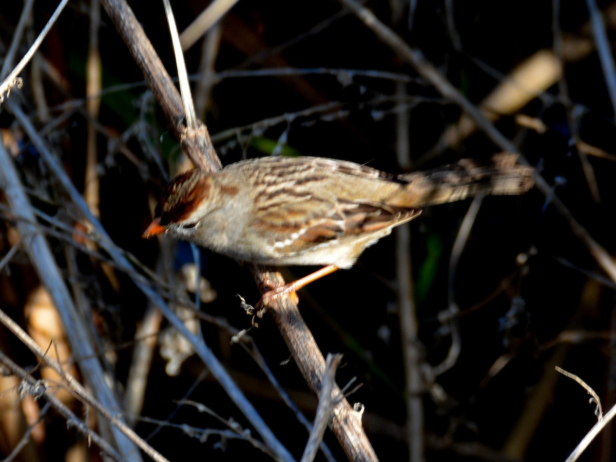 Белобровая овсянка - ML646290827