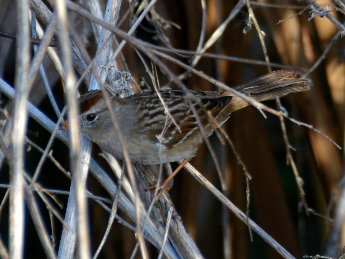 Белобровая овсянка - ML646290828