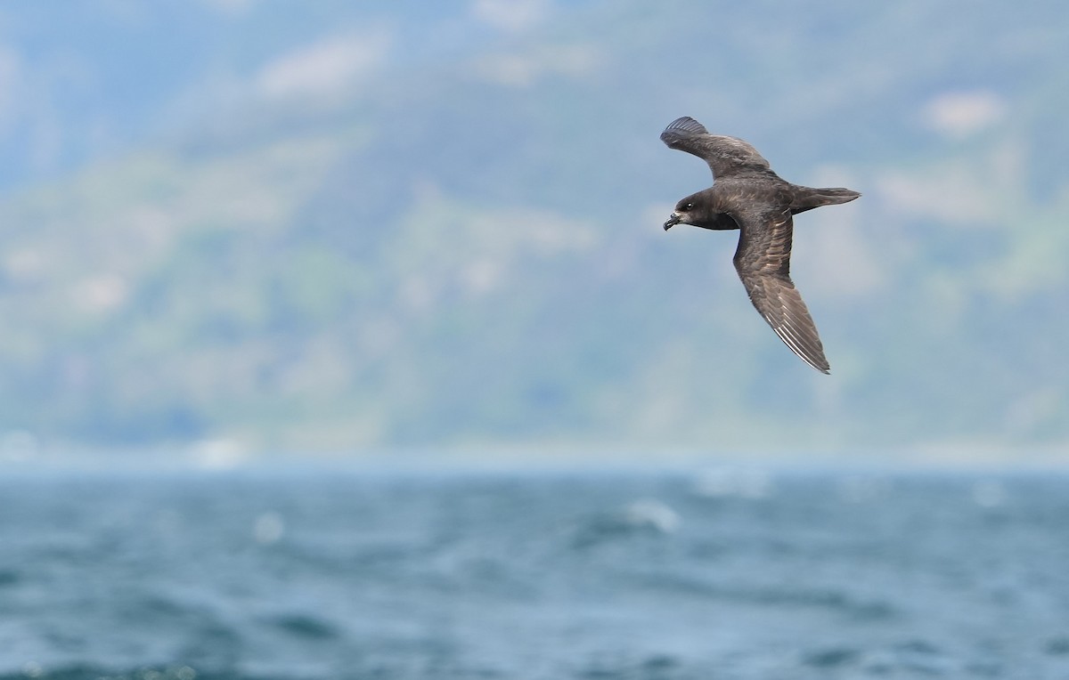 ハイガシラミズナギドリ - ML646290830