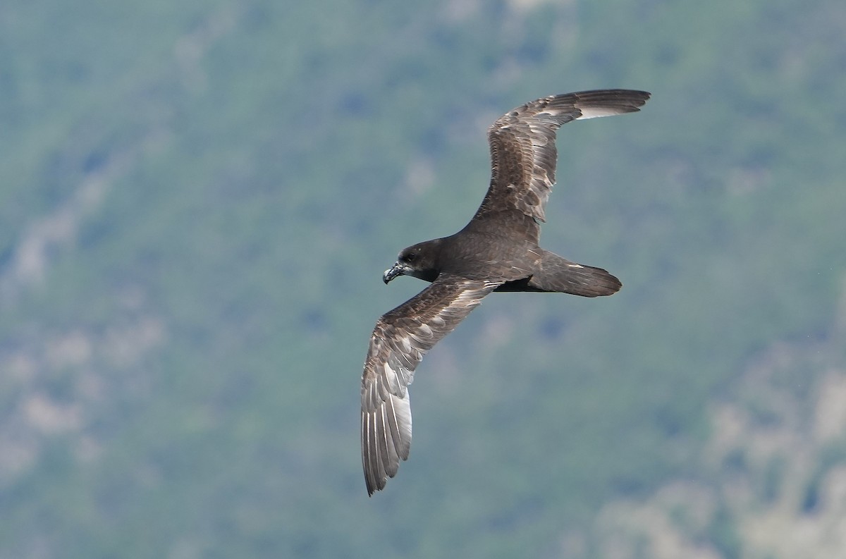 ハイガシラミズナギドリ - ML646290831