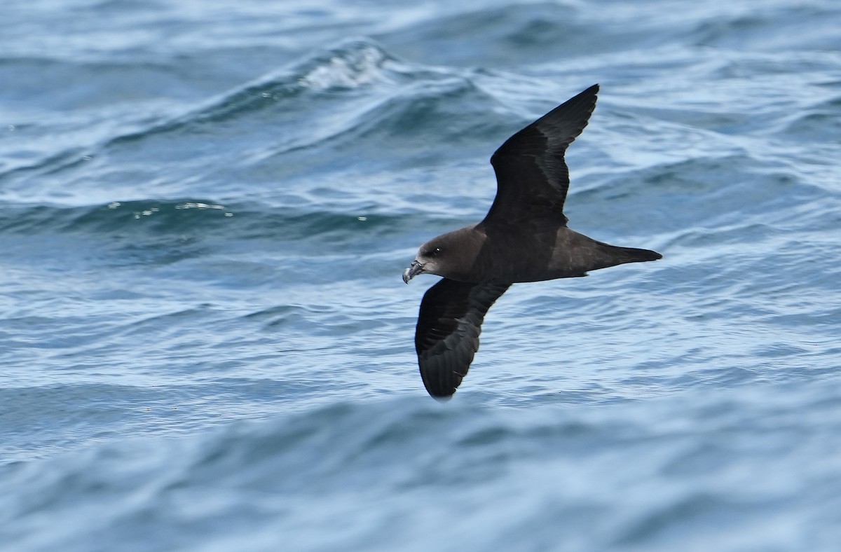 ハイガシラミズナギドリ - ML646290832