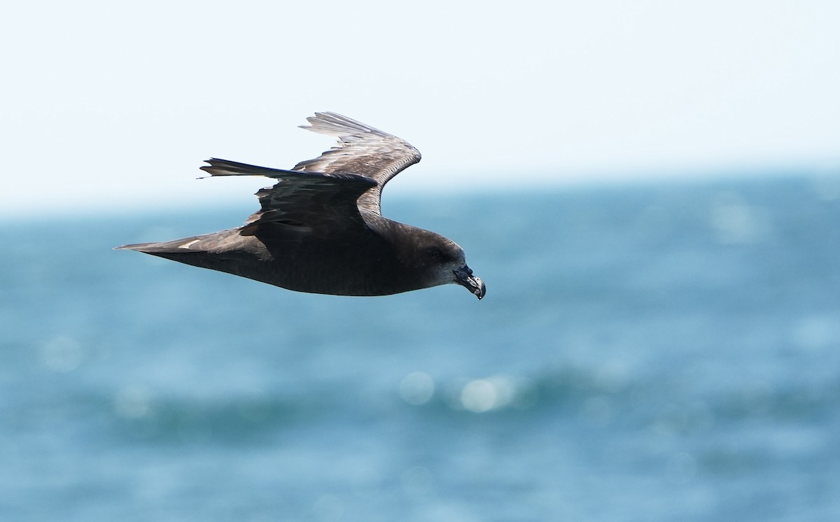 ハイガシラミズナギドリ - ML646290833