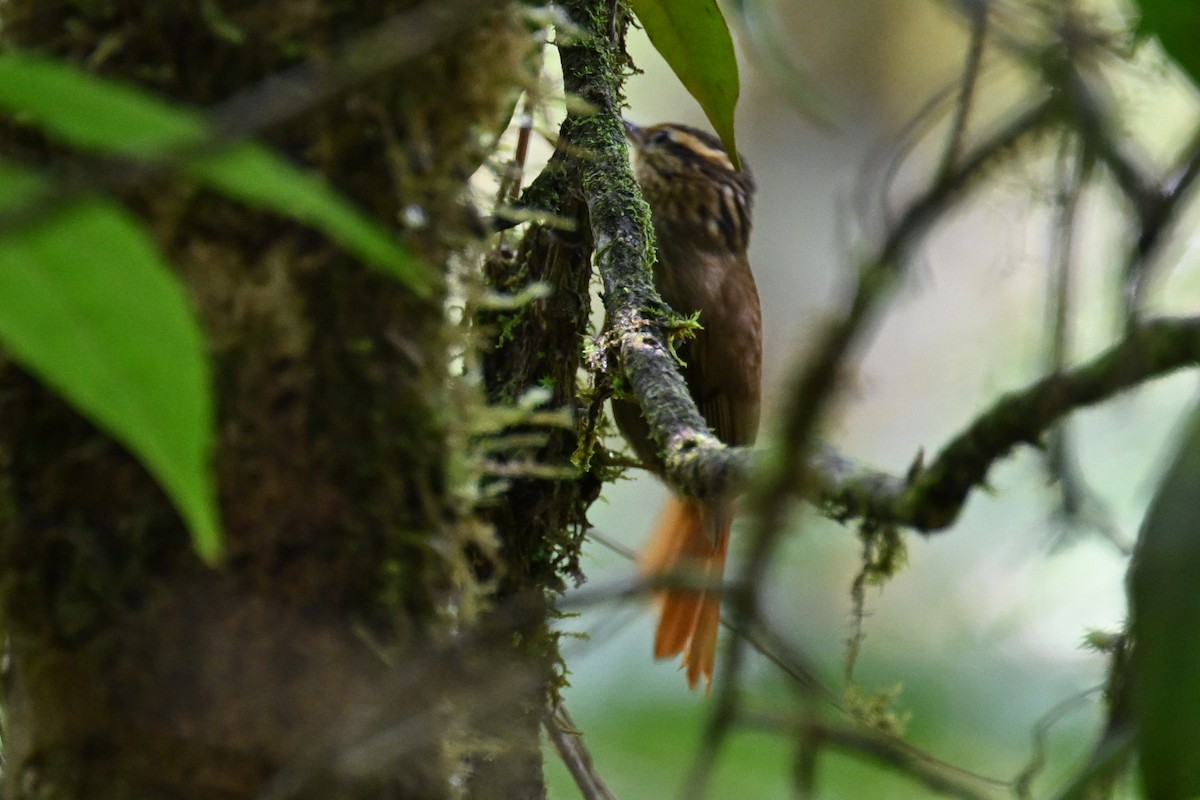 Bahia Treehunter (undescribed form) - ML646290836