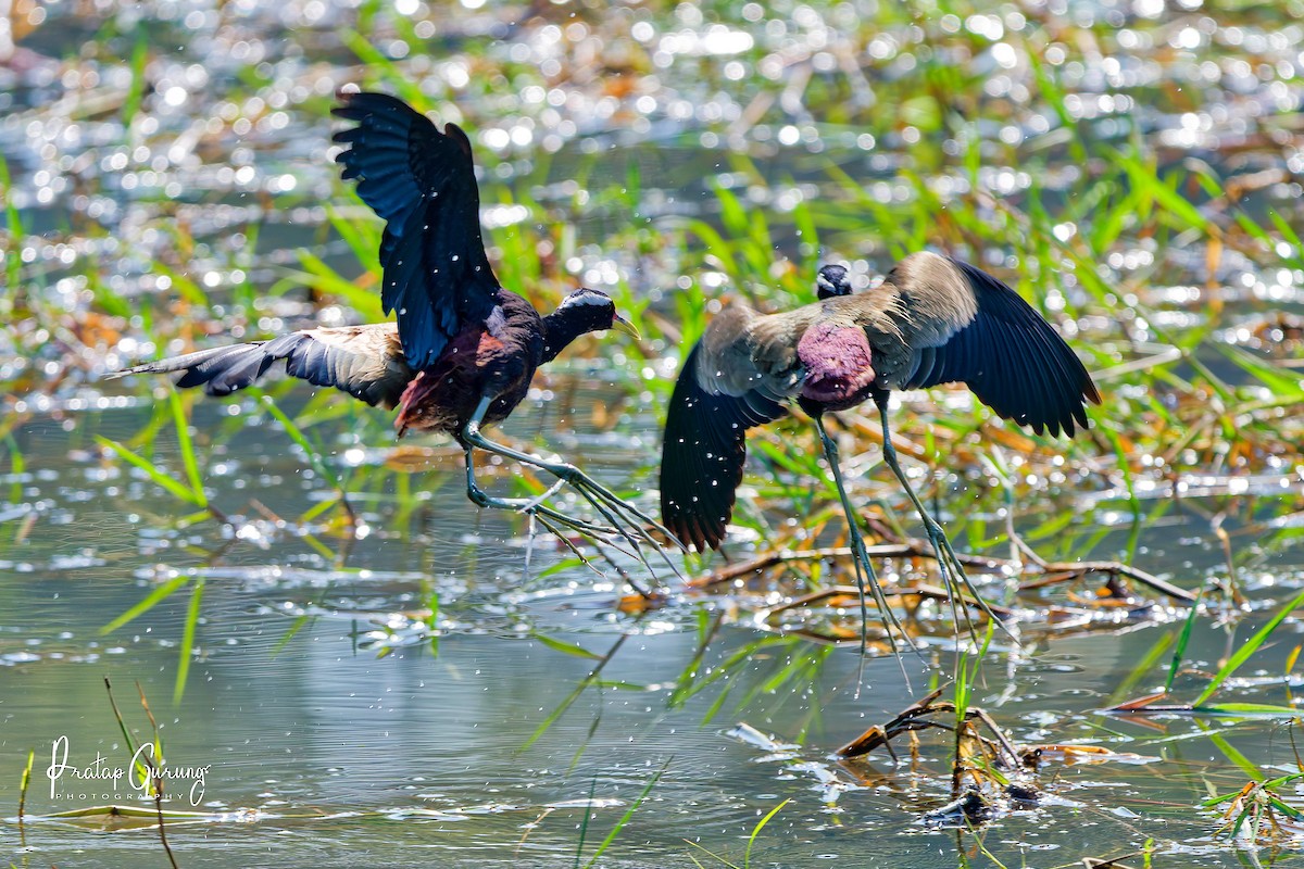 Bronze-winged Jacana - ML646290837