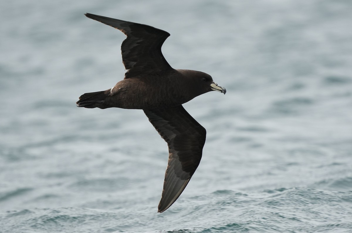 ウエストランドクロミズナギドリ - ML646290838