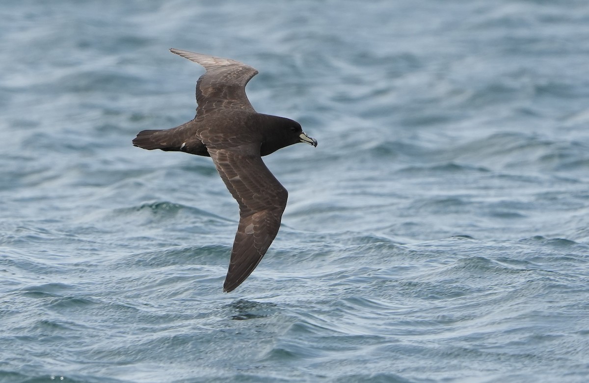 ウエストランドクロミズナギドリ - ML646290839