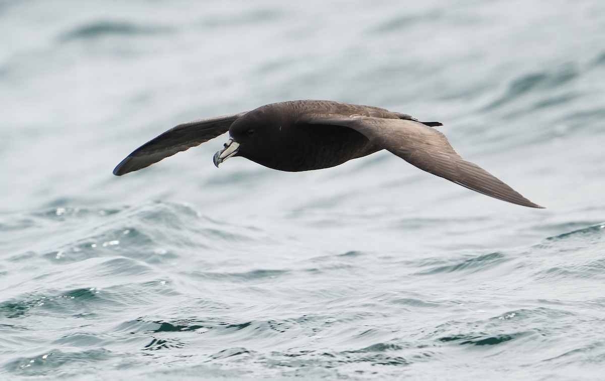 ウエストランドクロミズナギドリ - ML646290840