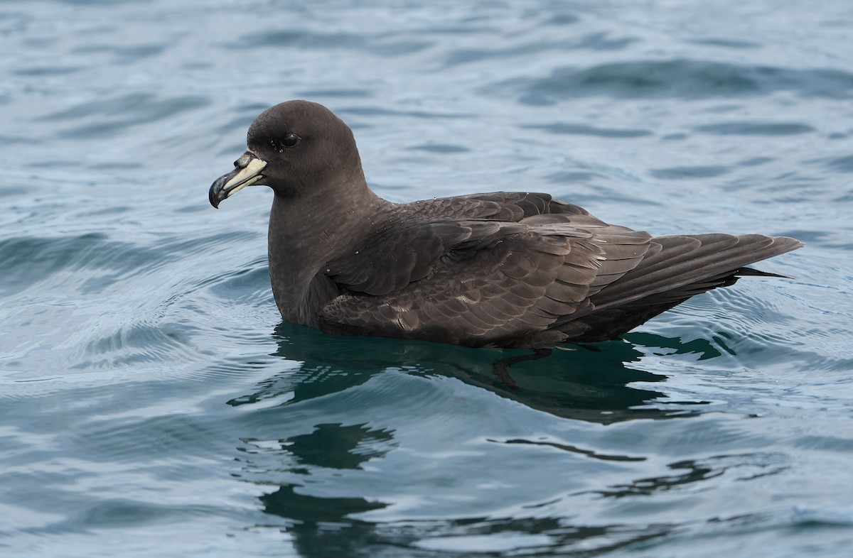 ウエストランドクロミズナギドリ - ML646290841