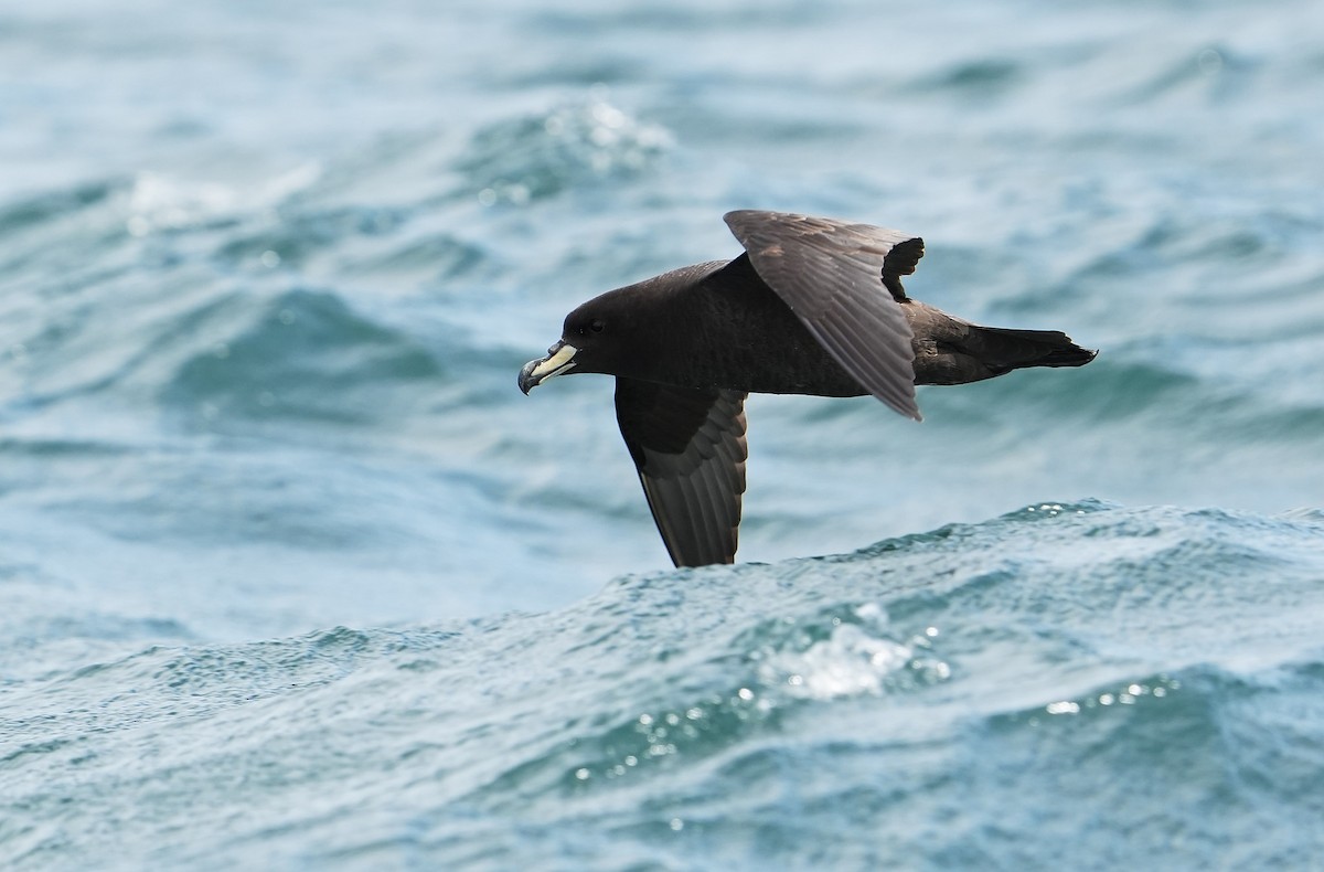 ウエストランドクロミズナギドリ - ML646290842