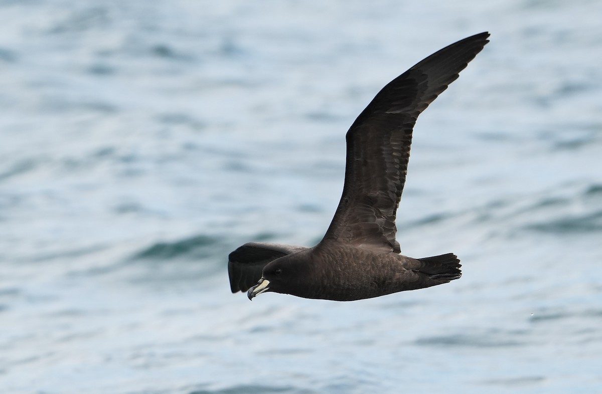 ウエストランドクロミズナギドリ - ML646290843