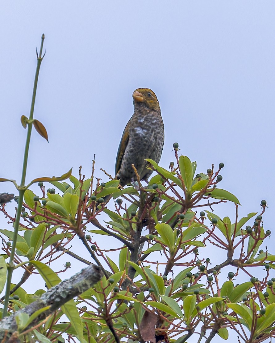 hýl šarlatový - ML646290844