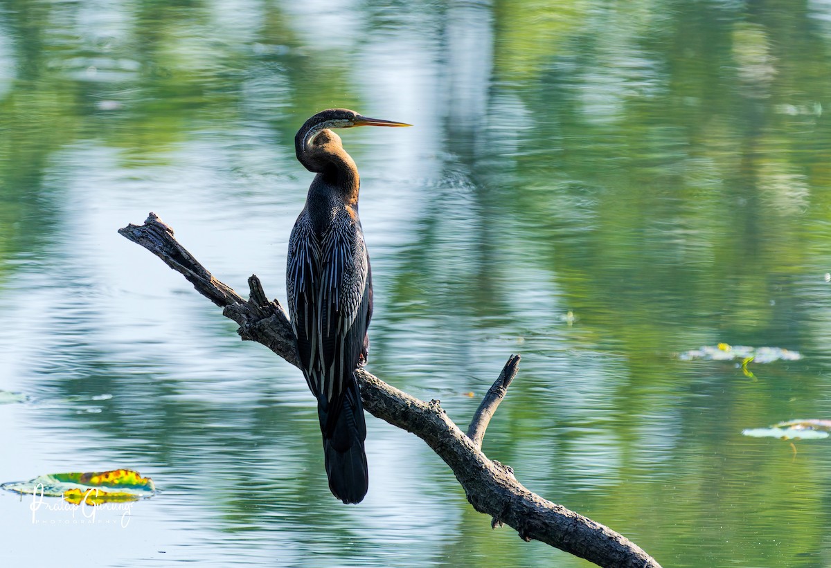Doğu Yılanboyunu - ML646290845