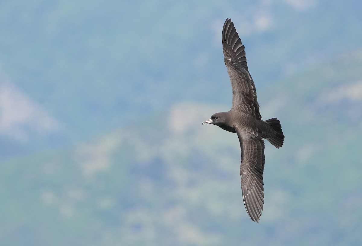 アカアシミズナギドリ - ML646290848