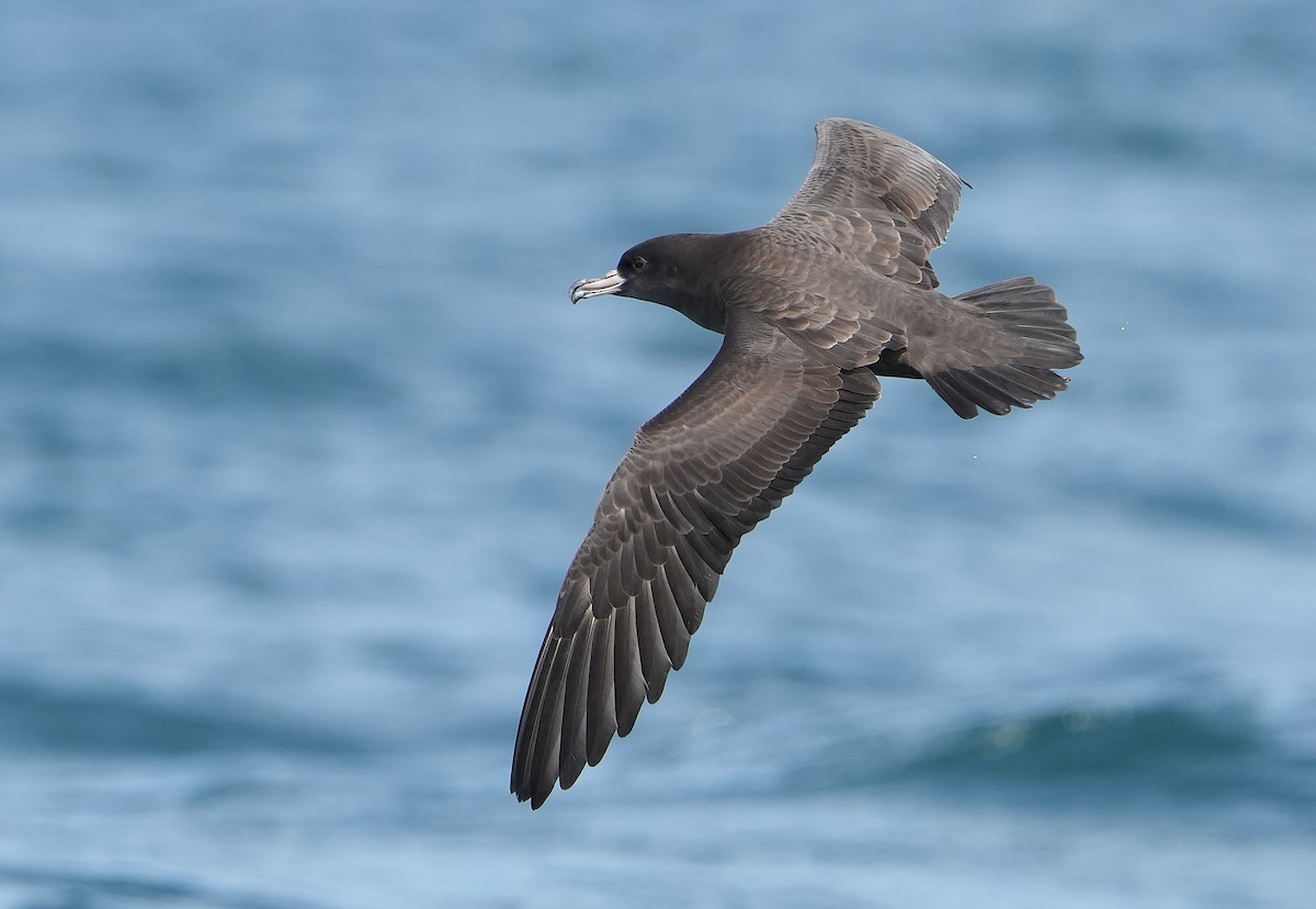 アカアシミズナギドリ - ML646290849